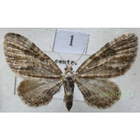 Eupithecia vulgata (Haworth, 1809) Czech1